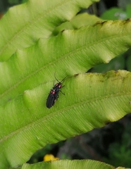 Pyractonema