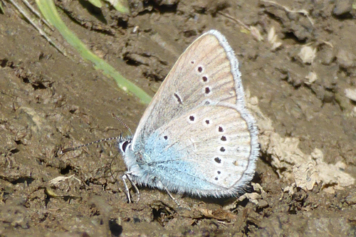 Djetelinin plavac (Cyaniris semiargus)