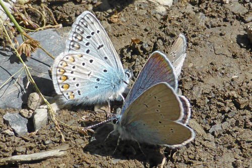 modráčik obyčajný (Polyommatus icarus)