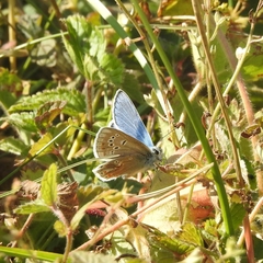 Polyommatus dorylas