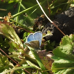 Polyommatus dorylas