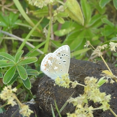 Polyommatus dorylas