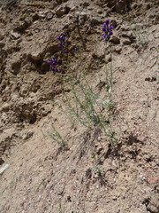 Linaria transiliensis