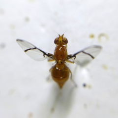 Xanthacrona phyllochaeta