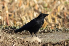 Corvus corone