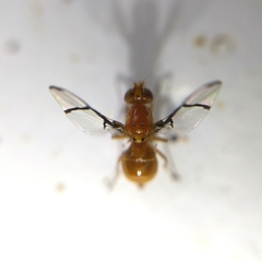 Xanthacrona phyllochaeta
