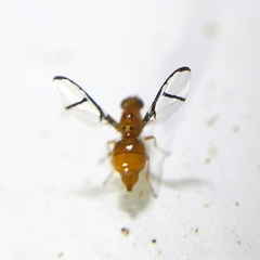 Xanthacrona phyllochaeta