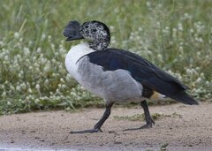 Sarkidiornis melanotos