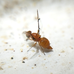 Xanthacrona phyllochaeta