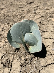 Asclepias cryptoceras