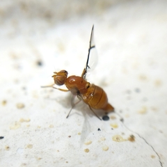 Xanthacrona phyllochaeta