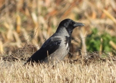 Corvus cornix