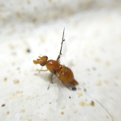 Xanthacrona phyllochaeta