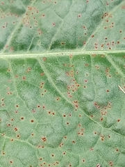 Puccinia phragmitis