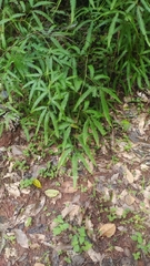 Gleichenella pectinata