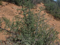 Ocimum burchellianum