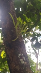 Pleopeltis desvauxii