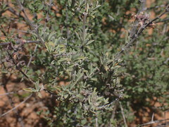 Ocimum burchellianum