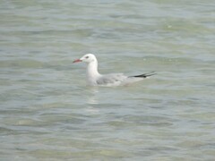 Chroicocephalus genei