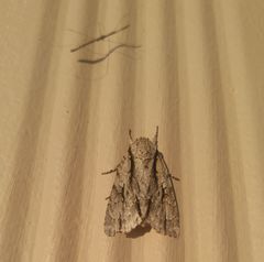 Acronicta lobeliae