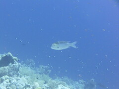 Monotaxis grandoculis