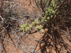 Crassula subaphylla