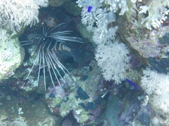 Pterois cincta