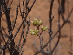 Crassula subaphylla