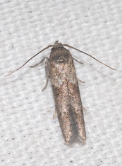 Blastobasis phycidella