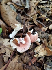 Russula subtilis