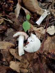 Russula subtilis