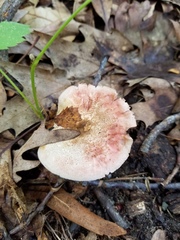 Agaricus leptocaulis