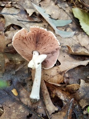 Agaricus leptocaulis