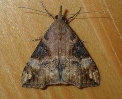 Hypena obsitalis