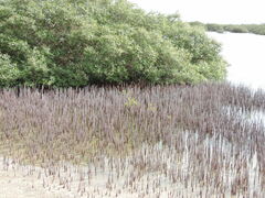 Avicennia marina