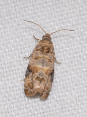Lobesia botrana