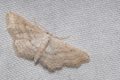 Idaea elongaria