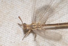 Macronemurus appendiculatus
