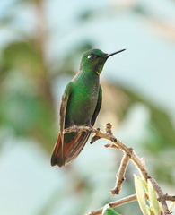 Heliodoxa rubricauda