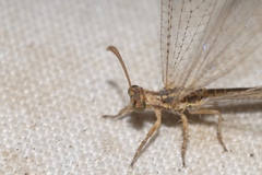 Macronemurus appendiculatus