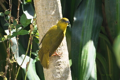 Orthogonys chloricterus