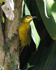 Orthogonys chloricterus