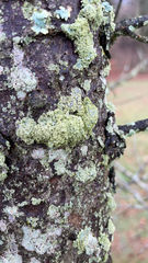 Physcia millegrana