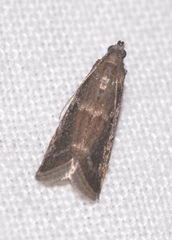 Ephestia woodiella