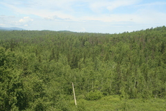 Abies sibirica