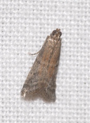 Ephestia woodiella