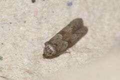 Blastobasis phycidella