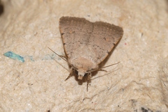 Caradrina aspersa