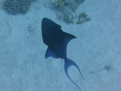Odonus niger