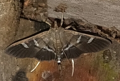 Nomophilini
